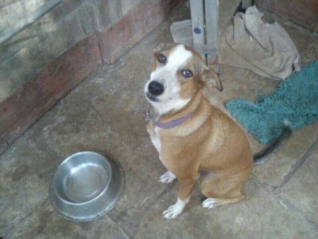 Coco (Adopted Stray) 1yr